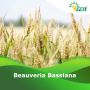 Beauveria Bassiana – Powerful Bio Insecticide for Organic Pe