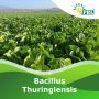 Bacillus thuringiensis – Natural Bio Insecticide for Crop Pr