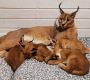 Beautiful caracal kittens available Beautiful caracal kittens available