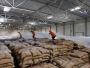 Organic Pest Control for Stored Grain Insects