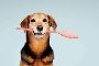 Pet Kiss™ – Gentle Dental Care for the Ones You Love