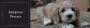 Labradoodle Adoption in Colorado