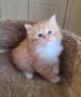 Hypoallergenic Siberian kittens