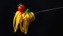 Pasta Italiana Premium Importada de Alta Calidad Directament
