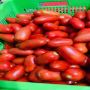 :   Precio de Caja de Tomate en Guatemala: Calidad y Ahorro 