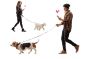 Do You Want To know more about Dog Lovers Directory? Do You Want To know more about Dog Lovers Directory?