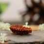 Ek Mukhi Rudraksha 
