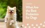 Boost Your Dog's Health with the Best Probiotic for Dogs