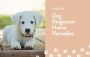 Ringworm on Dog Belly: Causes, Symptoms, and Treatment Optio Ringworm on Dog Belly: Causes, Symptoms, and Treatment Optio