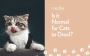 Understanding Cat Drooling: Causes, Symptoms, and Treatment