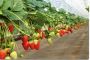 100% organic growing bags for strawberries 100% organic growing bags for strawberries