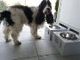 The individual dining table for your pet.