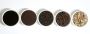 Top Chicory Manufacturer: Rover Chicory Roasters