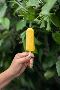 Grab your treat from Peni Ice Candy - Muvattupuzha