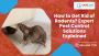 Expert Pest Control Sandringham: How to Get Rid of Rodents