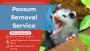 Fast & Humane Possum Removal – Pest Control Truganina Expert