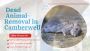 Dead Animal Smell? Call Pest Control Camberwell Today