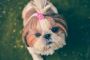 This is very nice pet.