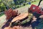 Tree Stump Removal in Sonoma County