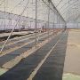 Greenhouse Farming in Kenya
