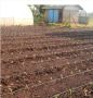 Open Field Drip Irrigation in Kenya