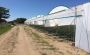 Greenhouse Farming in Kenya
