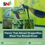 Plants That Attract Dragonflies - What You Should Know