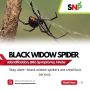 Black Widow Spider: Identification, Bite Symptoms, Webs