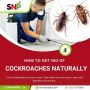 How to Get Rid of Cockroaches Naturally