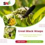 Great Black Wasps in the U.S.: A Practical Guide for Homeown