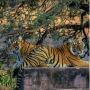 Budget-friendly Ranthambore Tours: Wildlife Awaits