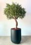 FOR SALE: Premium Bespoke Olive Trees 