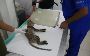 Best Care Pet Clinic in lucknow