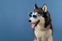  Our Cleaning Professional Pet Waste Removal Services