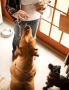 Where to Find the Finest Dog Treats Online Where to Find the Finest Dog Treats Online