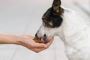 The Role of Dog Treats in a Balanced Diet