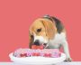 Gluten Free Dog Cakes in Hyderabad