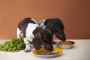Tailoring Fresh Food for Dogs with Specific Health Condition
