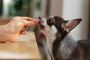 Find Affordable High-Quality Dog Treats Online