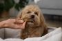 Rewarding Your Pet with the Best Dog Treats