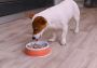 How to Transition Your Dog to Homemade Dog Food Smoothly