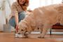 Why Fresh Dog Food is the Best Choice for Your Pet’s Health 