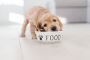 Can Homemade Dog Food Prevent Puppy Health Issues?