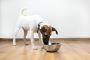 Choosing the Right Fresh Dog Food Brand