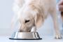 How to Store and Serve Homemade Dog Food 