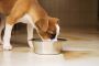 How Fresh Meals Help Manage Your Dog's Weight and Health