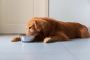 Top Ingredients to Look for in Quality Fresh Dog Food Top Ingredients to Look for in Quality Fresh Dog Food