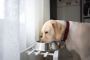 What Is Homemade Dog Food and Why Are Pet Owners Choosing It