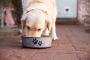 Benefits of Switching Fresh Dog Food for Your Pet’s Health