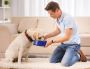 Why More Pet Parents Are Switching to Fresh Food for Dogs